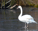 msaventures d'un cygne en hiver