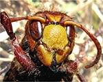 les insectes & petites btes