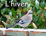 vie des oiseaux en hiver