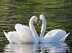 Le cygne