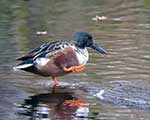 nos amis les canards