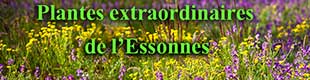 plantes curieuses de l'Essonne
