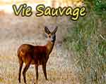vie sauvage - marolles- St Vrain